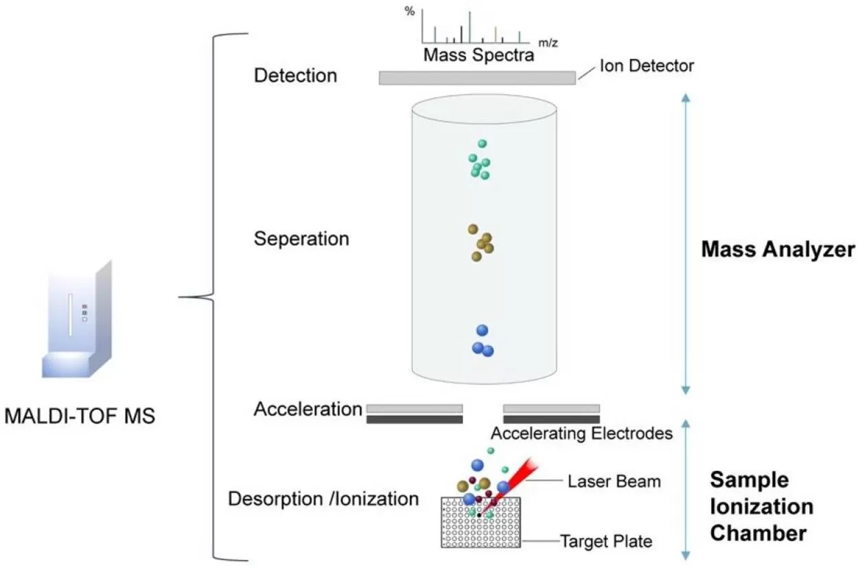 MALDI-TOF MS analysis for spatial metabolomics